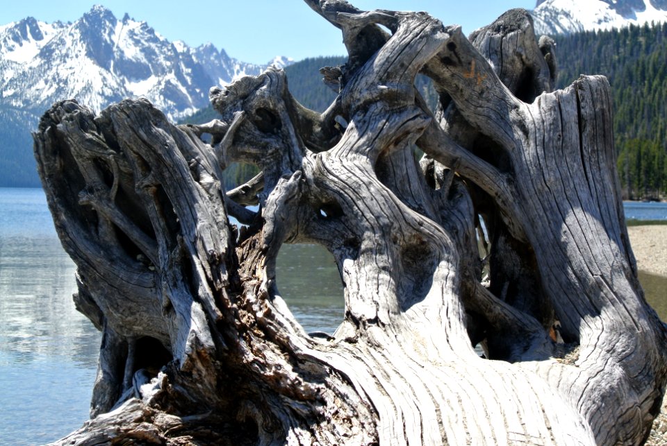 Idaho, United states, Roots