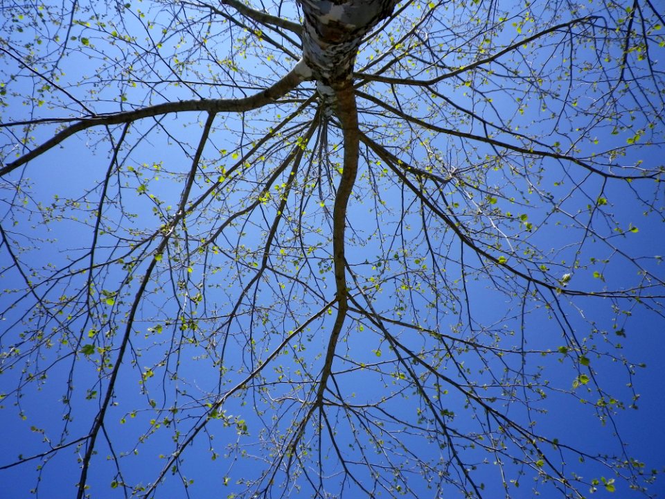 Austin, United states, Tree
