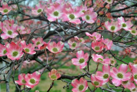 St louis, United states, Tree