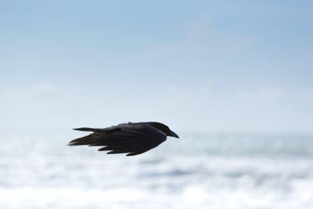 selective focus photography of black bird flying in mid air photo