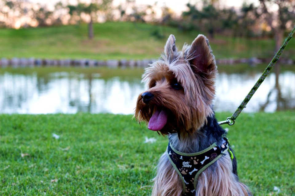 Garden, Lake, Dog
