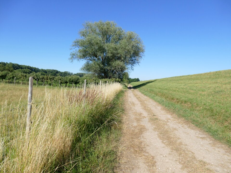 Away tree blue