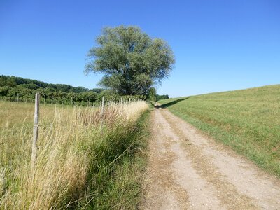 Away tree blue