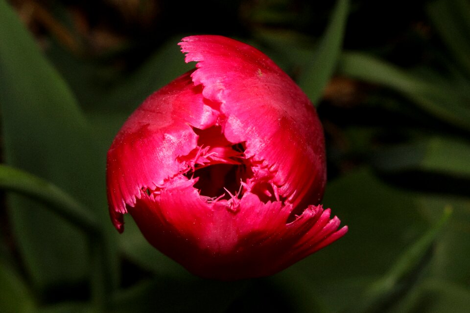 Flower pink spring