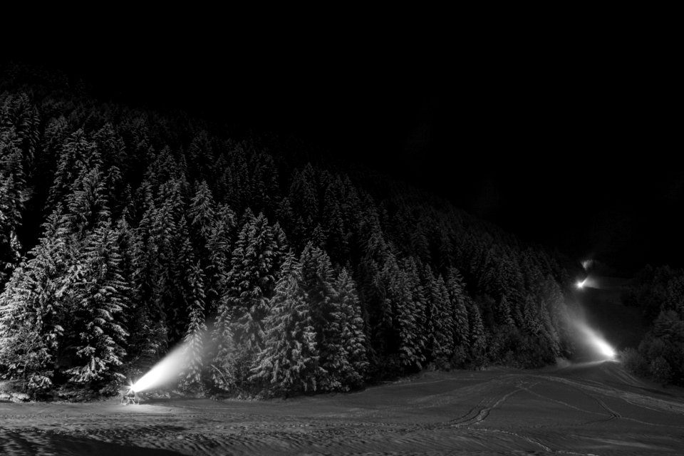 grayscale photography of pine trees