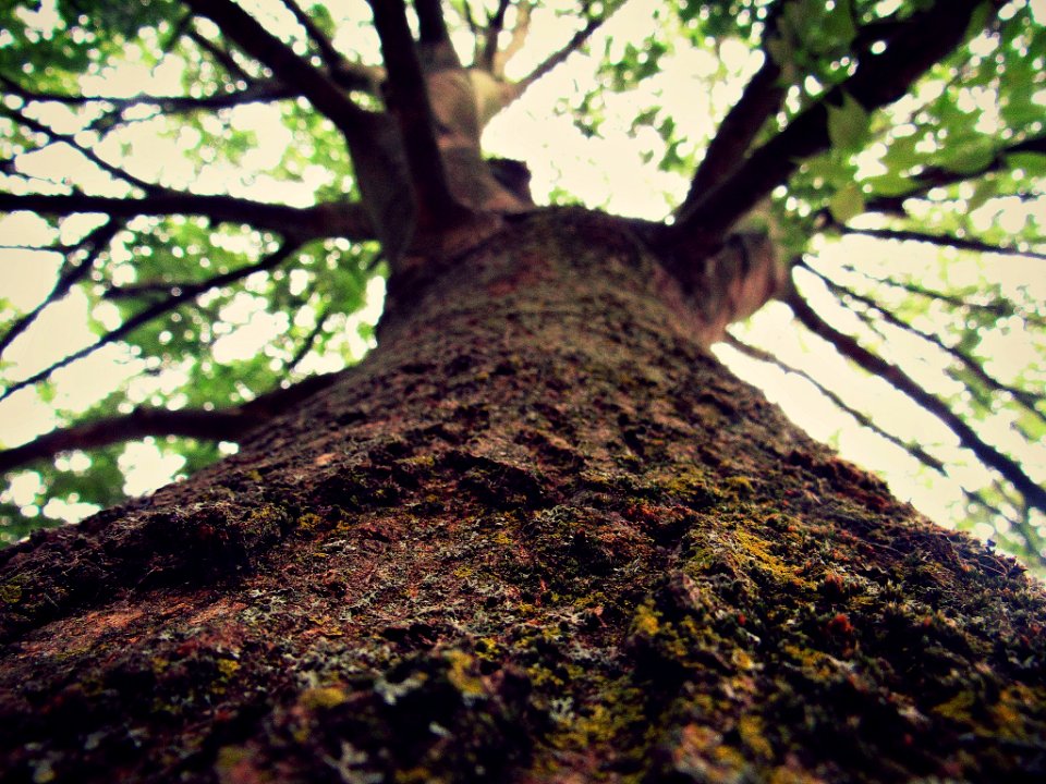 Nature, Tree