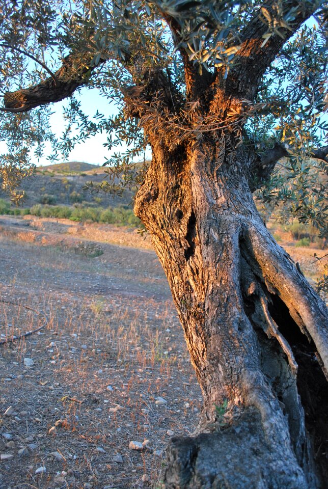 Tree olive sun