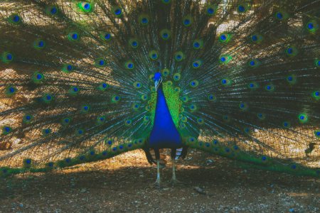 Bird, Colors, Peacock