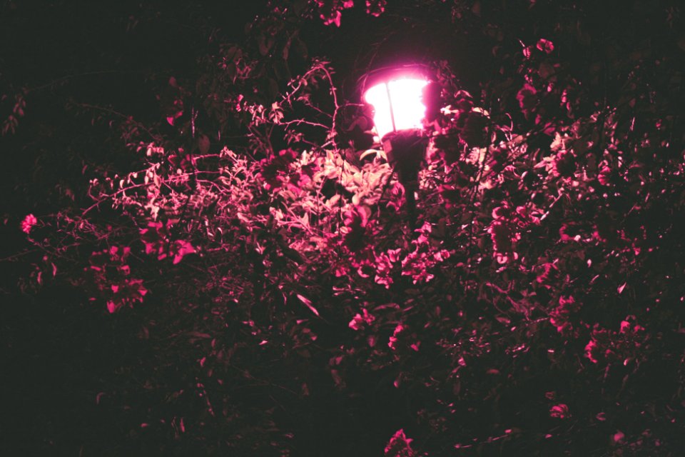 Night, Purple, Light
