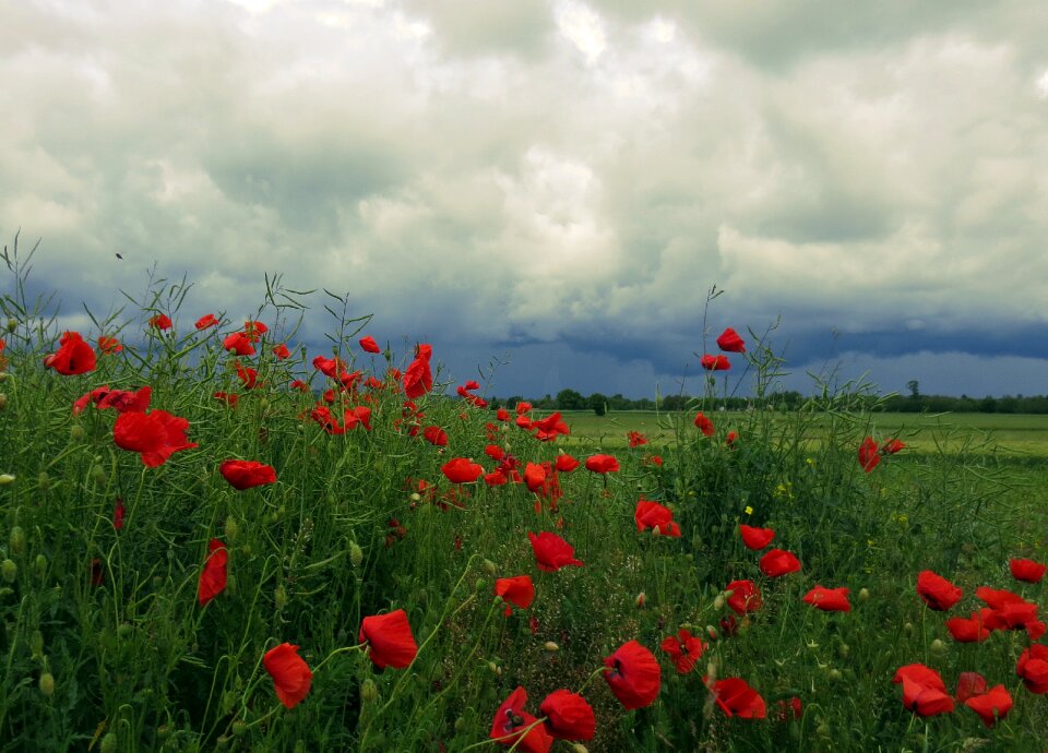 Flowers poppy before the rain green rain
