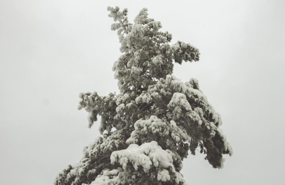 Winter, Snow, Tree