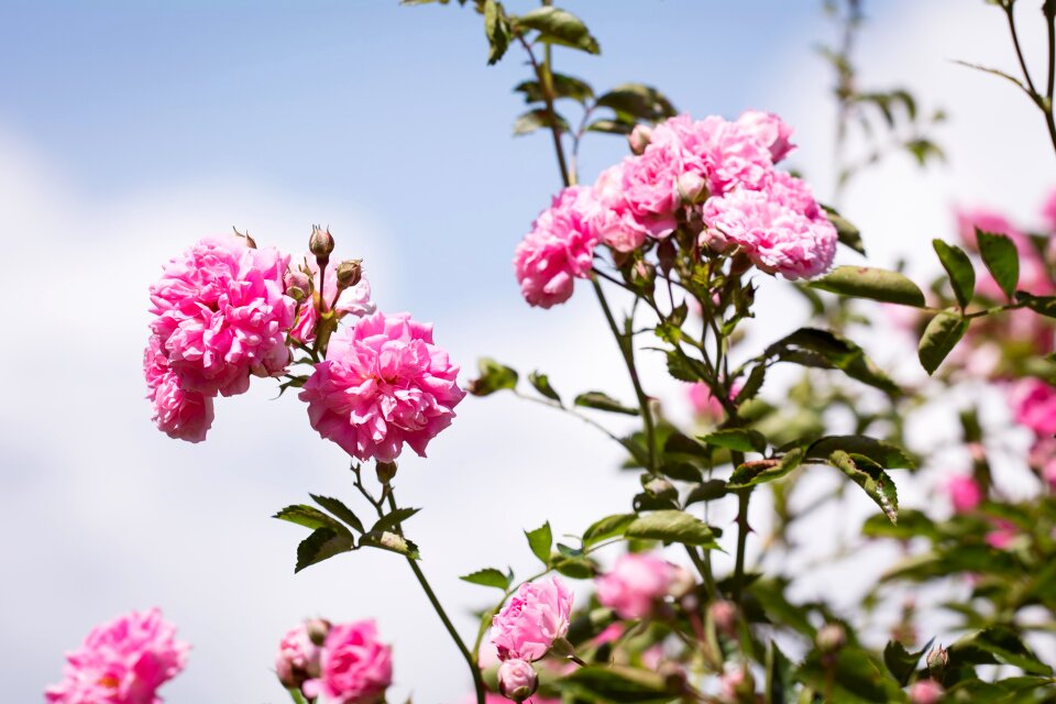 Pink roses pink flowers garden