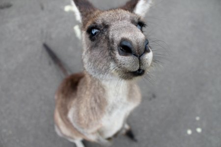 photo of gray kangaroo photo