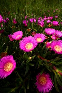 Nature pink daisy photo