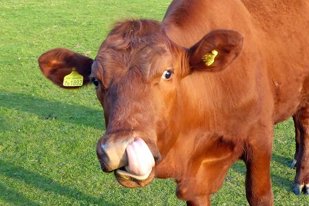 Red brown livestock
