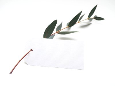green leaf with white card photo