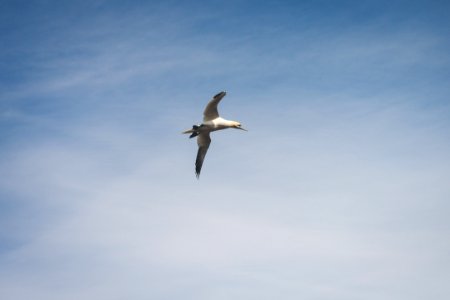 white and black bird flying under blue sky during daytime photo