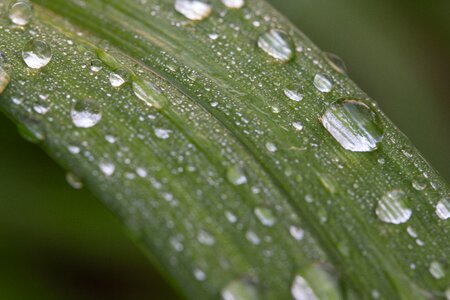 After the rain green leaf just add water photo