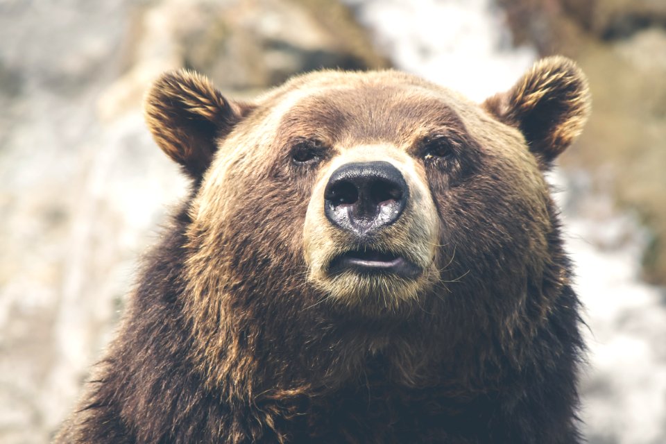 brown bear selective focal photo during daytime