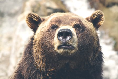 brown bear selective focal photo during daytime
