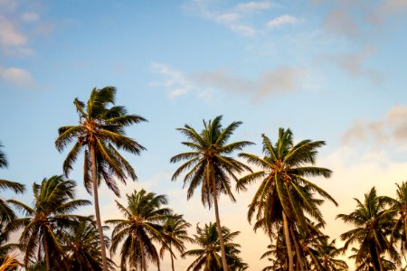 coconut trees under cloudy sky during daytime photo