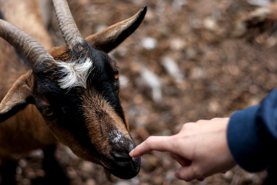 Connection, Eyes, Horn