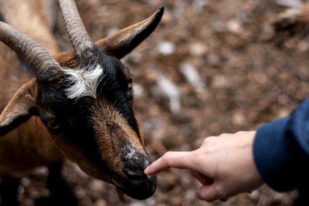 Connection, Eyes, Horn