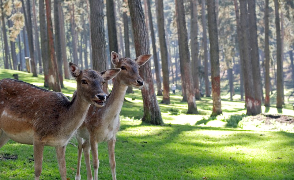 two brown deers in woods