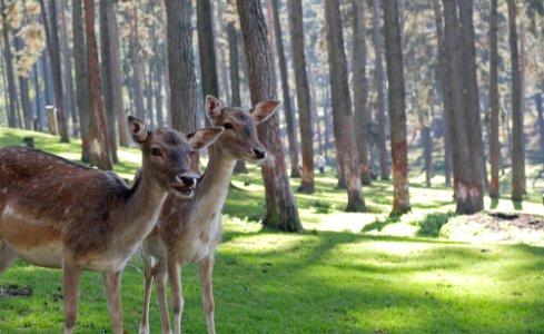 two brown deers in woods