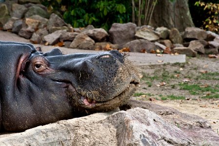 Nilpferd, Hippos, Animal