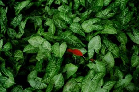 orange and green leafed plant