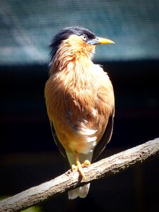 Feather branch sit