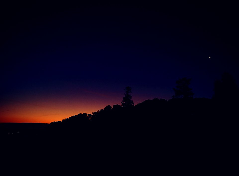 silhouette photography of trees