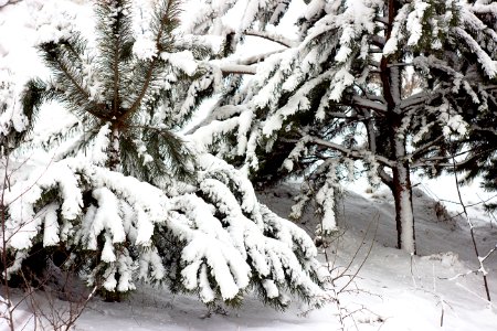 Lutsk, Ukraine, Forest