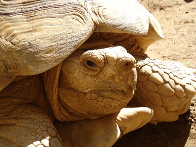 Turtle brown aquatic