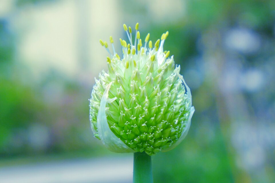 Close up green flora
