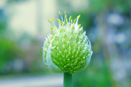 Close up green flora