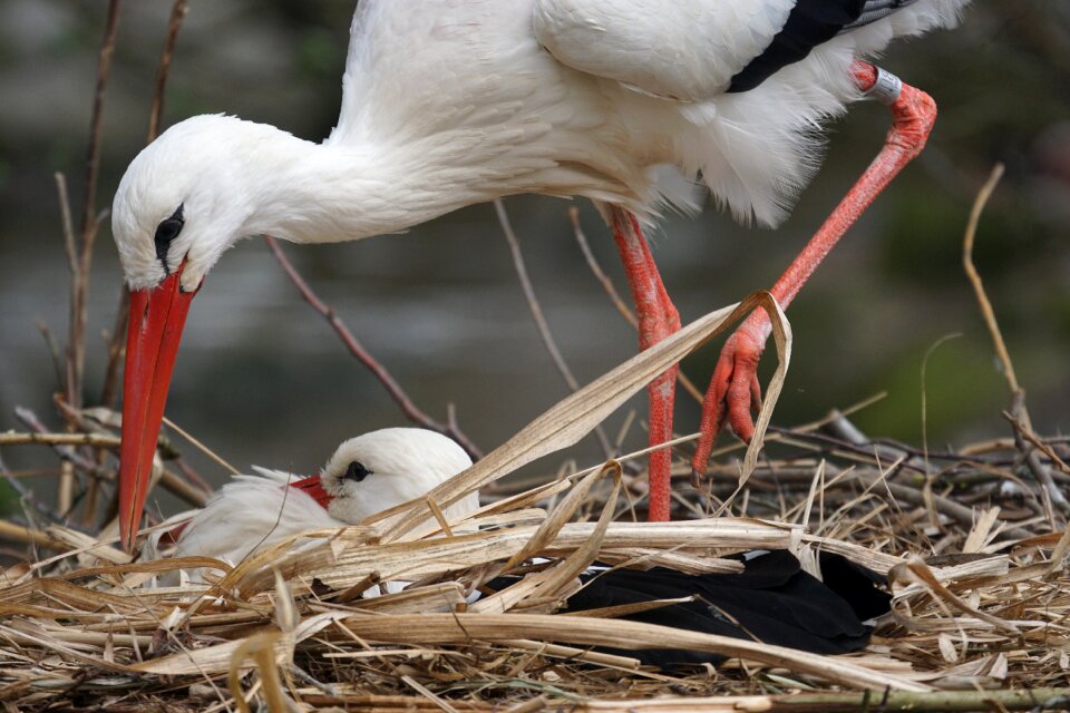 Nest building storchennest large beak photo