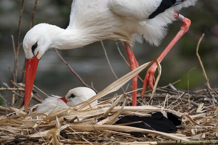 Nest building storchennest large beak