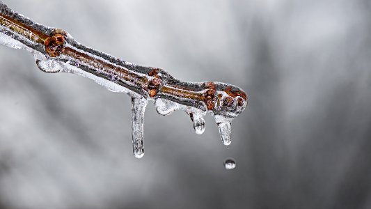 close-up photo of brown branch in icicle photo
