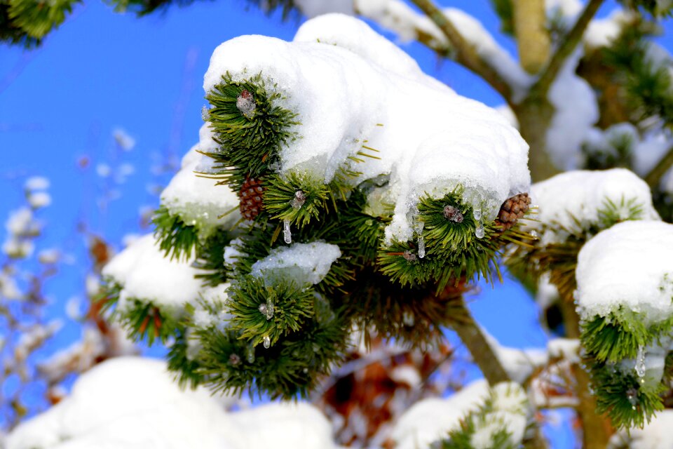 Snowy white branches