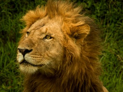 closeup photo of adult lion photo