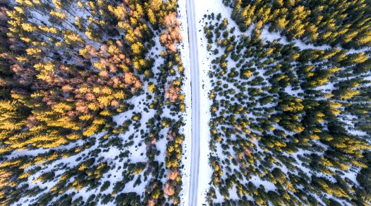 aerial photography of road beside yellow and orange maple trees