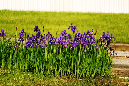 Growth iris pedals