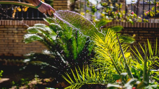 person holding garden hose while watering plant photo