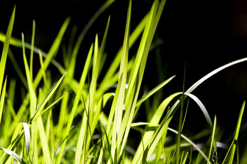 Nature backlighting spring