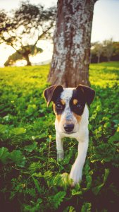 brown tree trunk across white and black dog photo