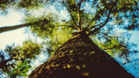 shallow focus photography of brown and green tree photo