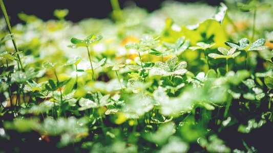 green leafed plant