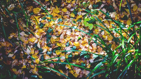 yellow leaves with green linear plants photo